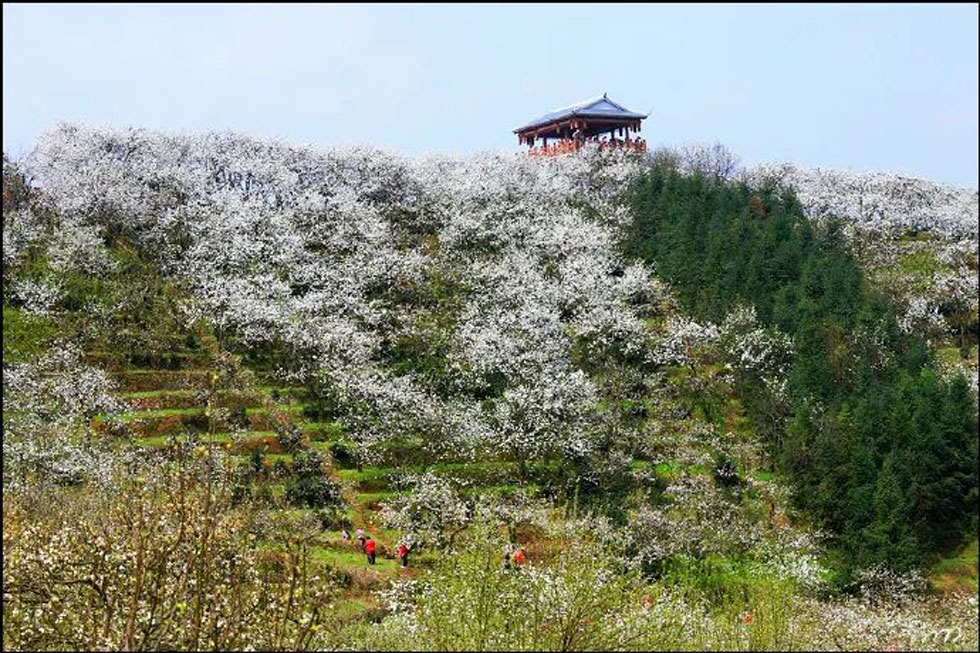 【春天,广西桂林灌阳县向您发出邀请!】我们在灌阳看梨花 - 游山玩水 - 新余生活社区 - 新余28生活网 xinyu.28life.com