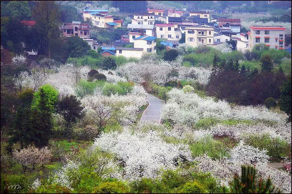 【春天,广西桂林灌阳县向您发出邀请!】我们在灌阳看梨花 - 游山玩水 - 新余生活社区 - 新余28生活网 xinyu.28life.com