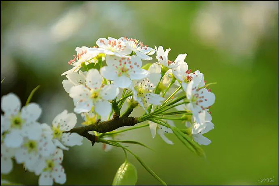 【春天,广西桂林灌阳县向您发出邀请!】我们在灌阳看梨花 - 游山玩水 - 新余生活社区 - 新余28生活网 xinyu.28life.com
