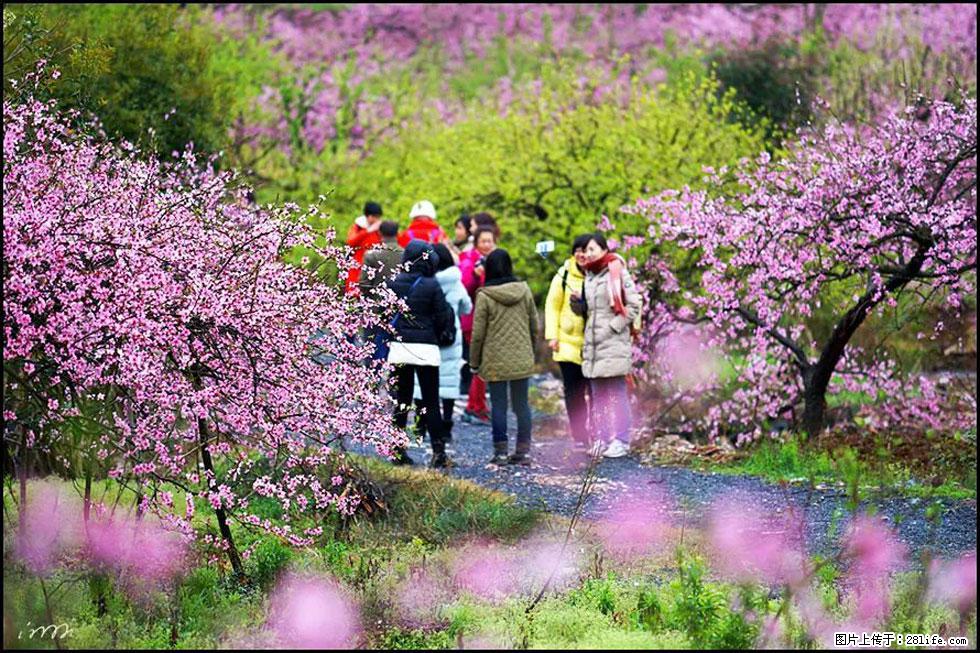 【春天,广西桂林灌阳县向您发出邀请!】官庄村有个醉美的桃花园 - 游山玩水 - 新余生活社区 - 新余28生活网 xinyu.28life.com