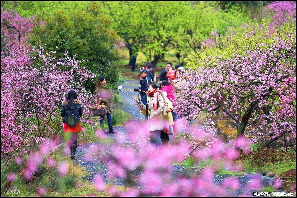 【春天,广西桂林灌阳县向您发出邀请!】官庄村有个醉美的桃花园 - 游山玩水 - 新余生活社区 - 新余28生活网 xinyu.28life.com