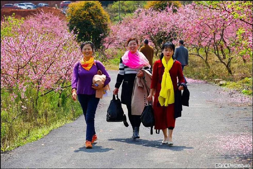 【春天,广西桂林灌阳县向您发出邀请!】官庄村有个醉美的桃花园 - 游山玩水 - 新余生活社区 - 新余28生活网 xinyu.28life.com