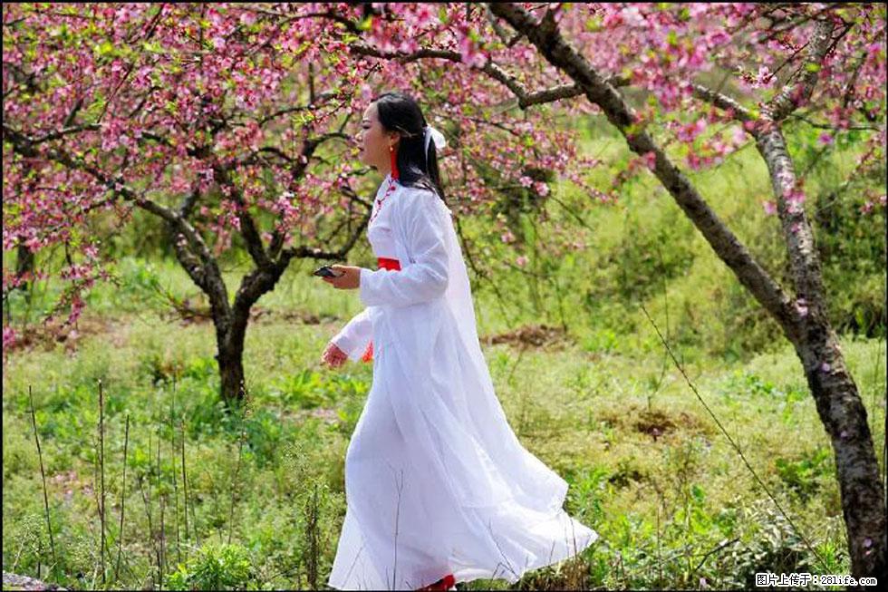 【春天,广西桂林灌阳县向您发出邀请!】官庄村有个醉美的桃花园 - 游山玩水 - 新余生活社区 - 新余28生活网 xinyu.28life.com