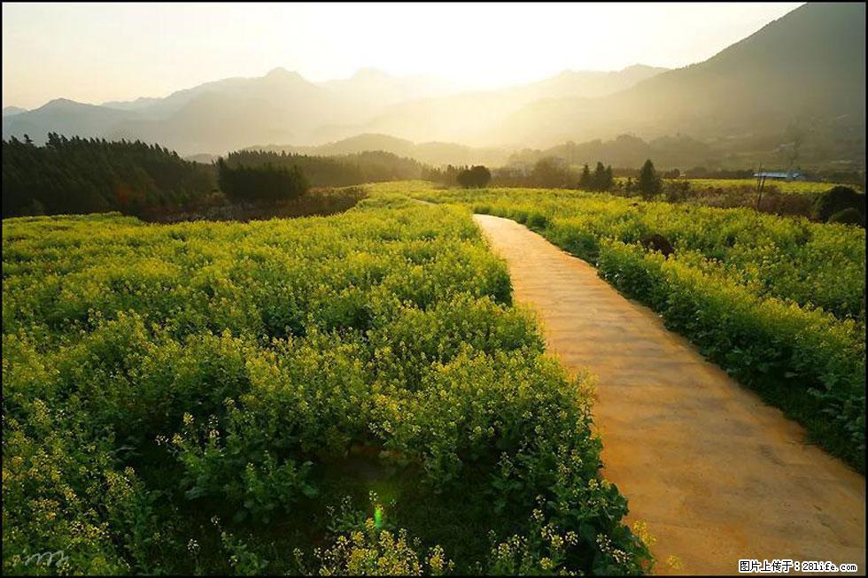 【春天，广西桂林灌阳县向您发出邀请！】长坪村油菜盛情花开 - 游山玩水 - 新余生活社区 - 新余28生活网 xinyu.28life.com