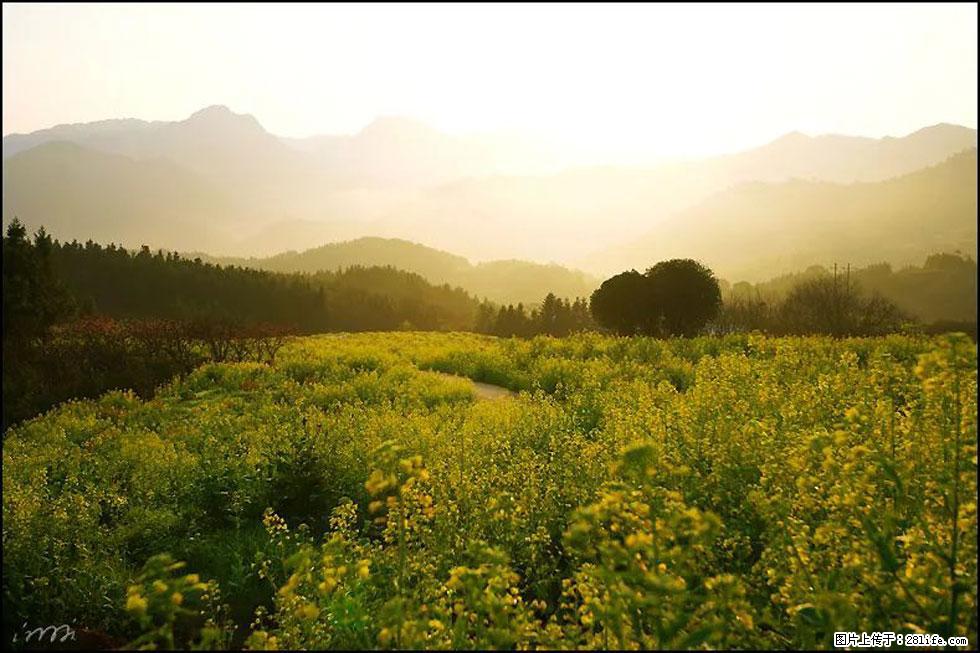 【春天，广西桂林灌阳县向您发出邀请！】长坪村油菜盛情花开 - 游山玩水 - 新余生活社区 - 新余28生活网 xinyu.28life.com