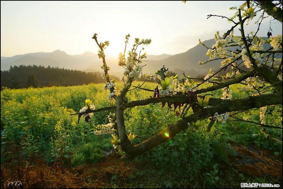 【春天，广西桂林灌阳县向您发出邀请！】长坪村油菜盛情花开 - 游山玩水 - 新余生活社区 - 新余28生活网 xinyu.28life.com