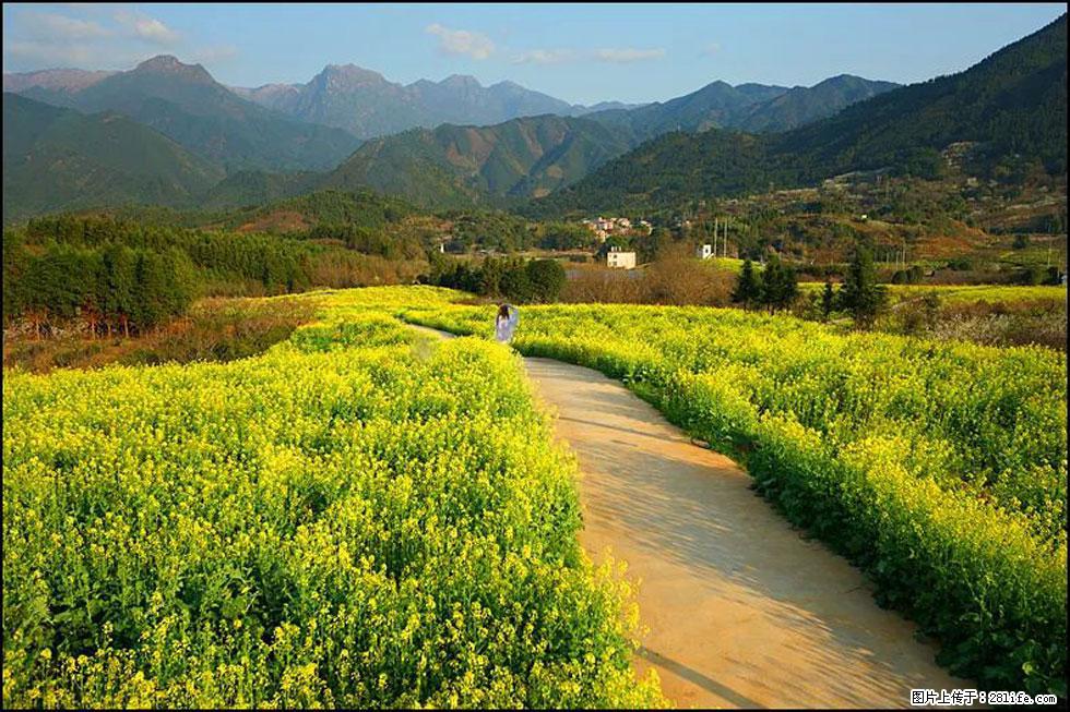 【春天，广西桂林灌阳县向您发出邀请！】长坪村油菜盛情花开 - 游山玩水 - 新余生活社区 - 新余28生活网 xinyu.28life.com