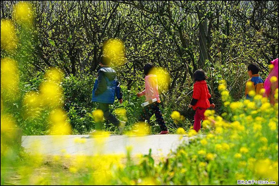 【春天，广西桂林灌阳县向您发出邀请！】长坪村油菜盛情花开 - 游山玩水 - 新余生活社区 - 新余28生活网 xinyu.28life.com