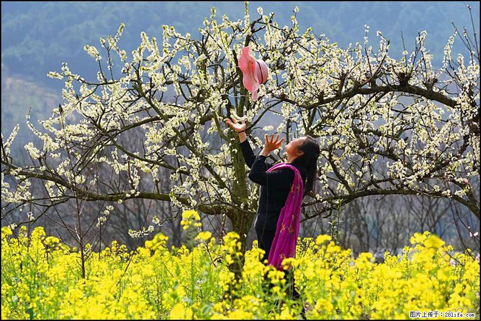 【春天，广西桂林灌阳县向您发出邀请！】长坪村油菜盛情花开 - 游山玩水 - 新余生活社区 - 新余28生活网 xinyu.28life.com