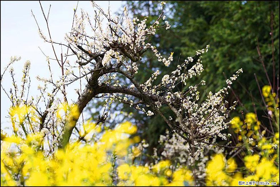 【春天，广西桂林灌阳县向您发出邀请！】长坪村油菜盛情花开 - 游山玩水 - 新余生活社区 - 新余28生活网 xinyu.28life.com