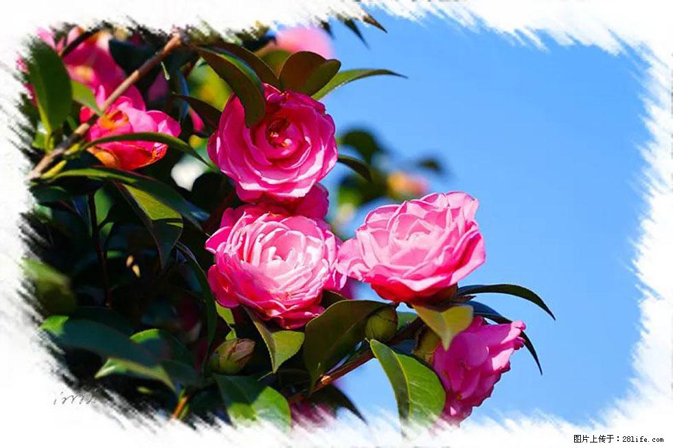 【春天,广西桂林灌阳县向您发出邀请!】杨柳井茶花惹人爱 - 游山玩水 - 新余生活社区 - 新余28生活网 xinyu.28life.com