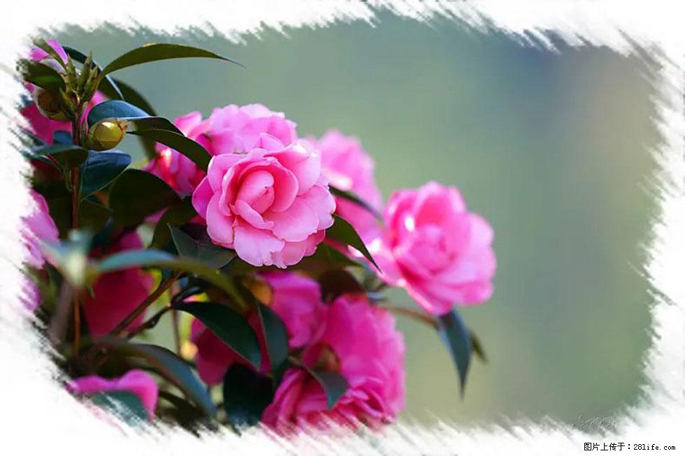 【春天,广西桂林灌阳县向您发出邀请!】杨柳井茶花惹人爱 - 游山玩水 - 新余生活社区 - 新余28生活网 xinyu.28life.com