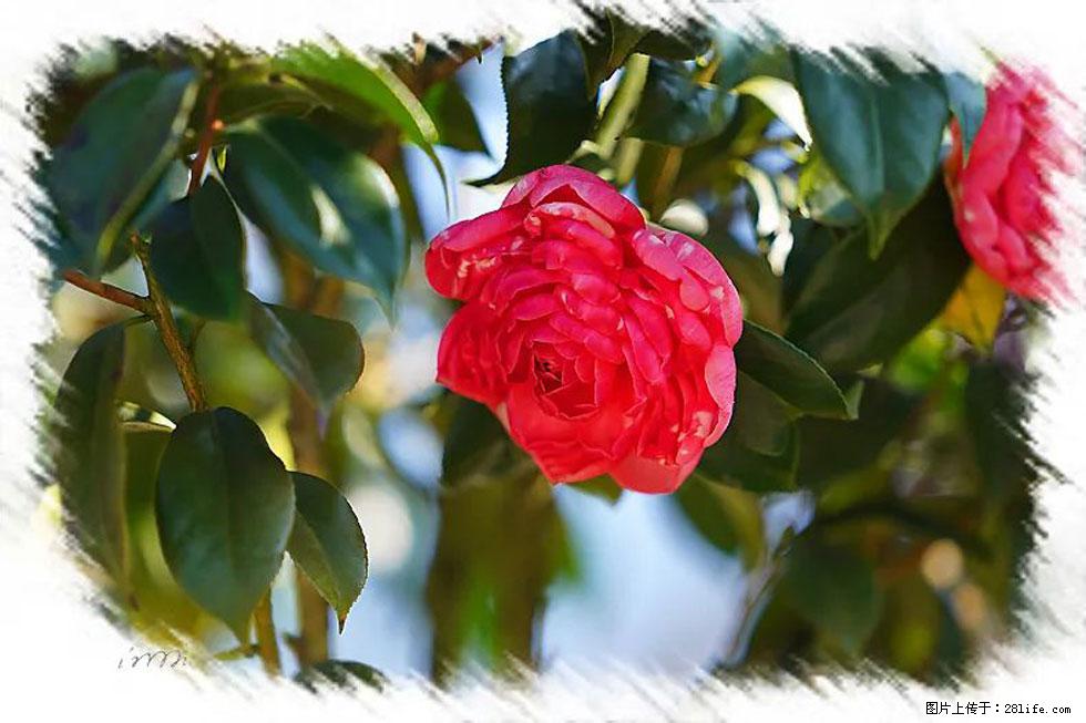 【春天,广西桂林灌阳县向您发出邀请!】杨柳井茶花惹人爱 - 游山玩水 - 新余生活社区 - 新余28生活网 xinyu.28life.com