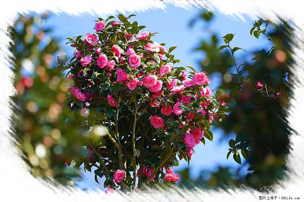 【春天,广西桂林灌阳县向您发出邀请!】杨柳井茶花惹人爱 - 游山玩水 - 新余生活社区 - 新余28生活网 xinyu.28life.com