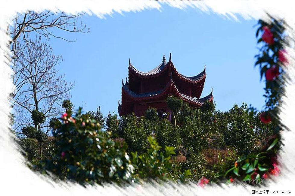 【春天,广西桂林灌阳县向您发出邀请!】杨柳井茶花惹人爱 - 游山玩水 - 新余生活社区 - 新余28生活网 xinyu.28life.com