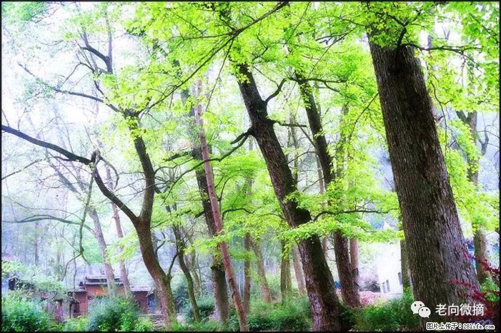【春天,广西桂林灌阳县向您发出邀请!】在小龙村与春天约会 - 游山玩水 - 新余生活社区 - 新余28生活网 xinyu.28life.com