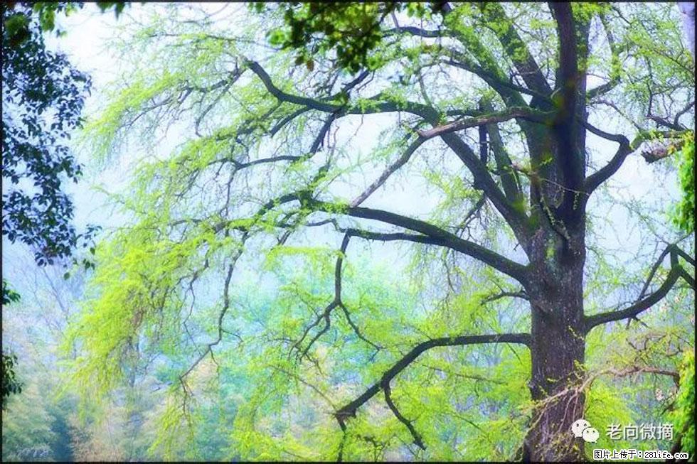 【春天,广西桂林灌阳县向您发出邀请!】在小龙村与春天约会 - 游山玩水 - 新余生活社区 - 新余28生活网 xinyu.28life.com