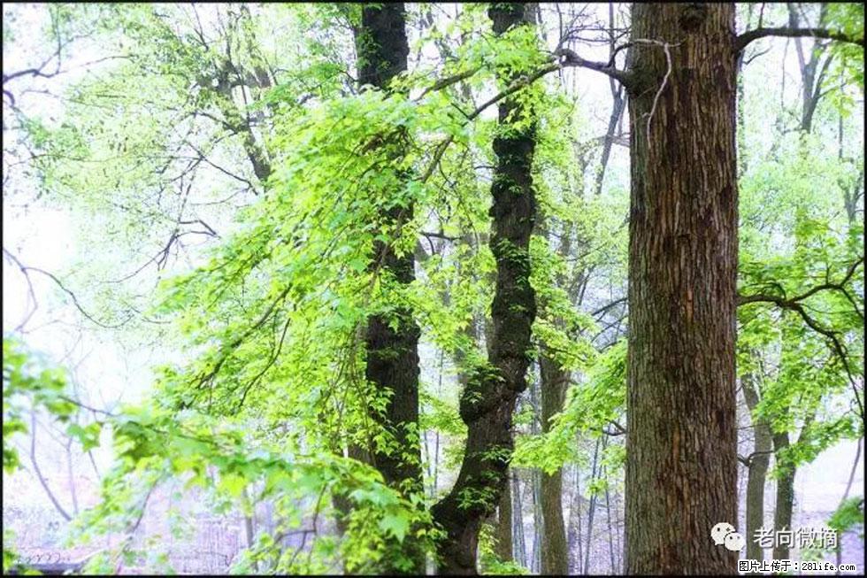 【春天,广西桂林灌阳县向您发出邀请!】在小龙村与春天约会 - 游山玩水 - 新余生活社区 - 新余28生活网 xinyu.28life.com