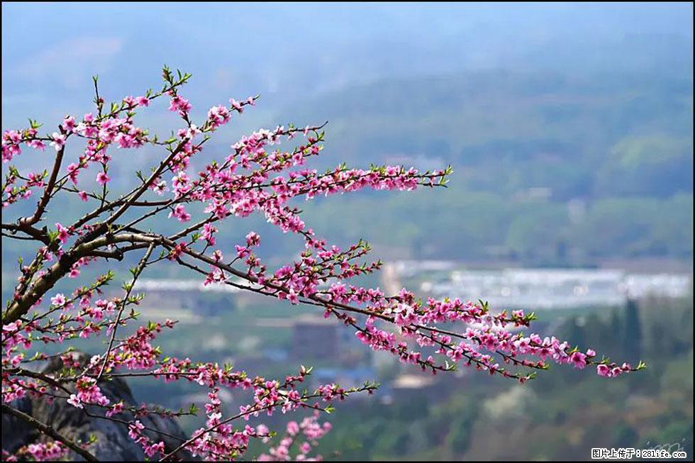 【春天,广西桂林灌阳县向您发出邀请!】望月岭上桃花开 - 游山玩水 - 新余生活社区 - 新余28生活网 xinyu.28life.com