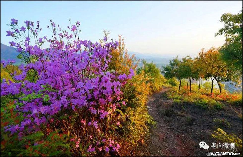 【春天,广西桂林灌阳县向您发出邀请!】登麒麟山,相约映山红 - 游山玩水 - 新余生活社区 - 新余28生活网 xinyu.28life.com