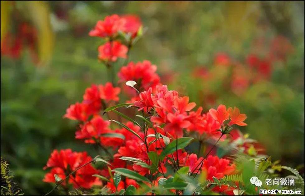 【春天,广西桂林灌阳县向您发出邀请!】登麒麟山,相约映山红 - 游山玩水 - 新余生活社区 - 新余28生活网 xinyu.28life.com