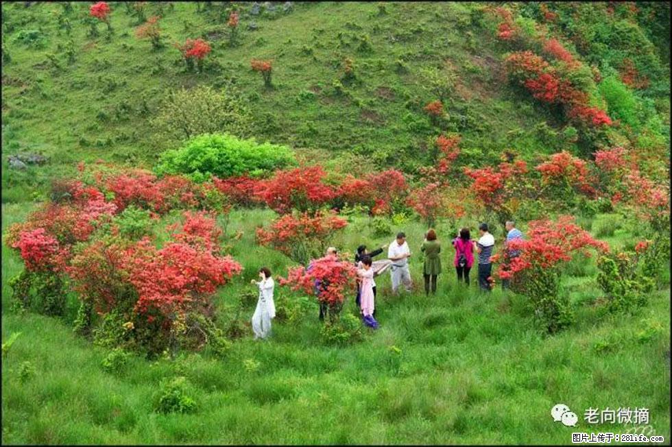 【春天，广西桂林灌阳县向您发出邀请！】宝盖山上映山红 - 游山玩水 - 新余生活社区 - 新余28生活网 xinyu.28life.com