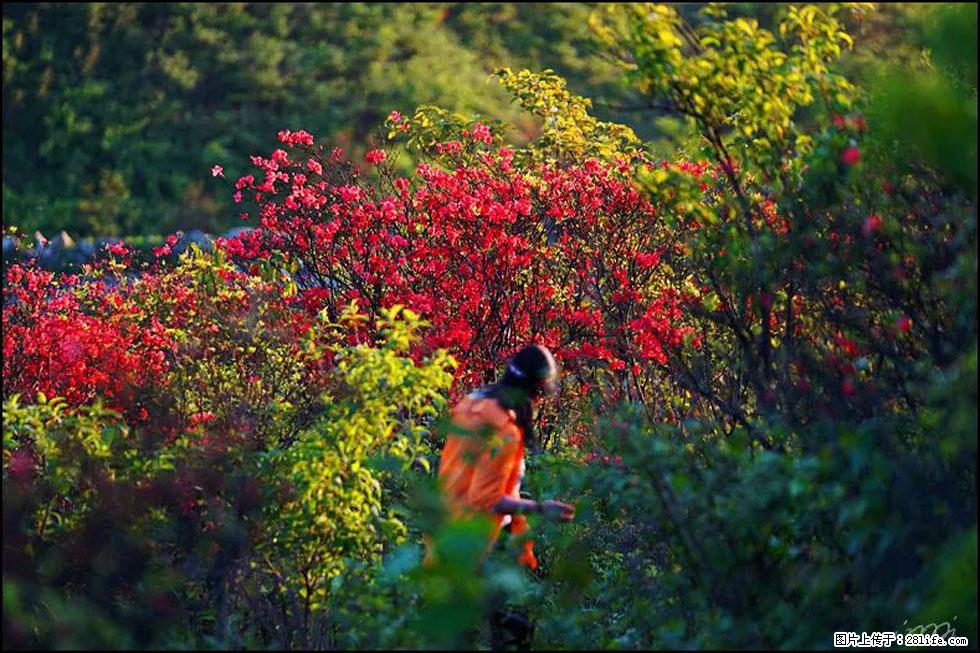 【春天，广西桂林灌阳县向您发出邀请！】春木界上映山红 - 游山玩水 - 新余生活社区 - 新余28生活网 xinyu.28life.com