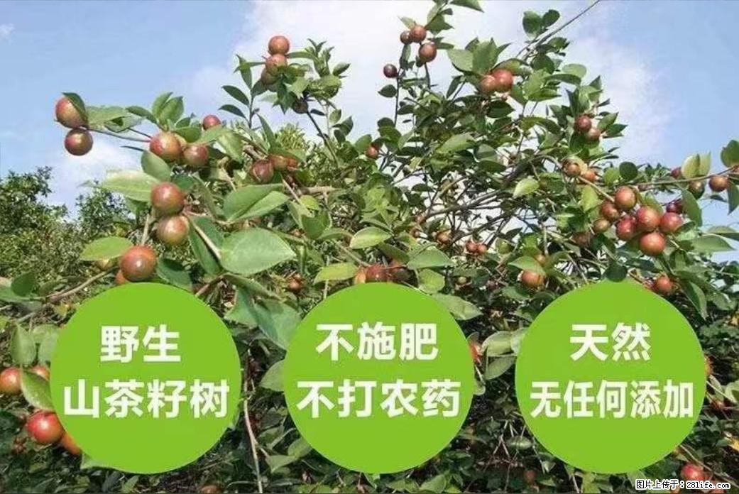 【灌阳县油茶产业示范区】一个有着充实的精神生活的人,对待身外之物自会有一种淡泊的态度 - 土特产 - 饮食特产 - 新余分类信息 - 新余28生活网 xinyu.28life.com