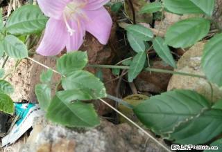 绿景水岸精装修公寓出租。 - 新余28生活网 xinyu.28life.com