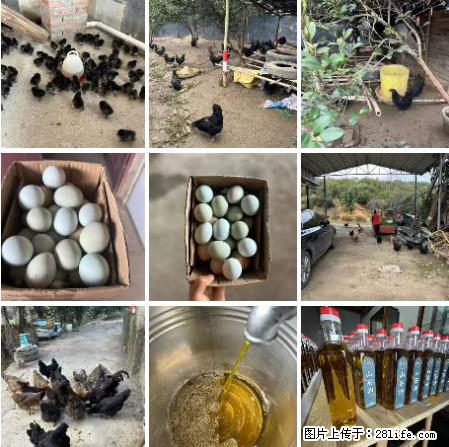 油茶园从小鸡仔开始养起的纯土鸡、土鸡蛋可以预定啦!还有前几天刚榨的纯山茶油哦 - 美食天地 - 新余生活社区 - 新余28生活网 xinyu.28life.com