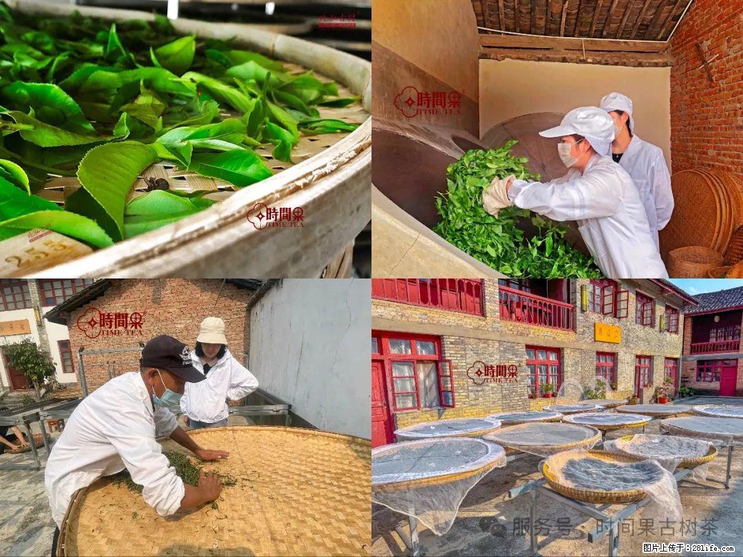 时间果百年古树龙珠普洱生茶 - 购物交流 - 新余生活社区 - 新余28生活网 xinyu.28life.com