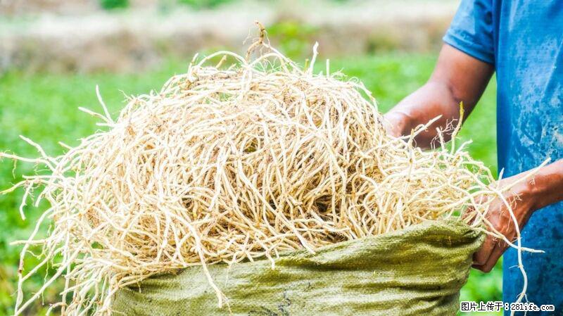 堪称“最难吃”的蔬菜,却是 “抗辐射神器”,还能护肺、清热、止咳化痰! - 新余生活资讯 - 新余28生活网 xinyu.28life.com