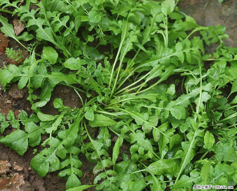 这些蔬菜是“天然钙片”，这6种被医生重点推荐 - 新余生活资讯 - 新余28生活网 xinyu.28life.com