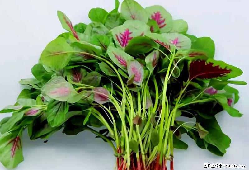 这些蔬菜是“天然钙片”，这6种被医生重点推荐 - 新余生活资讯 - 新余28生活网 xinyu.28life.com