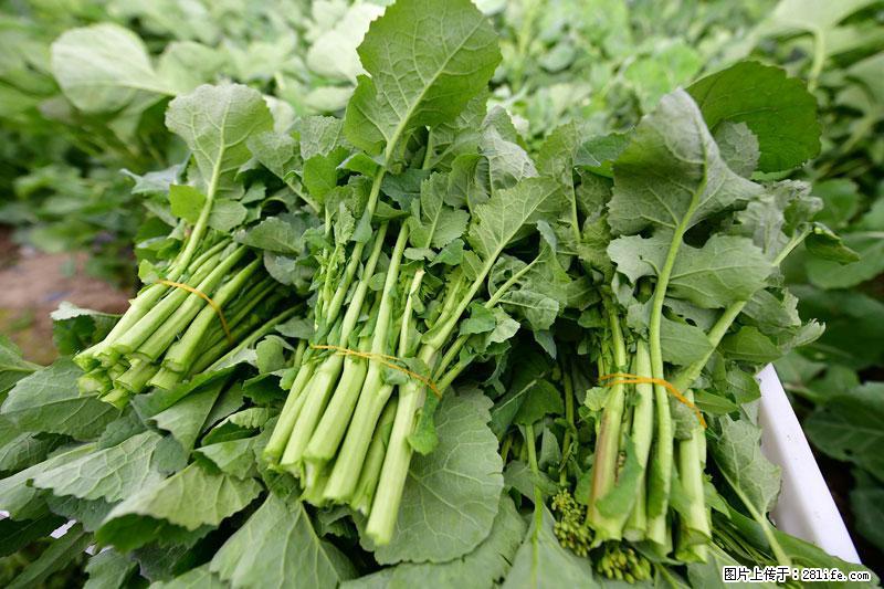 这些蔬菜是“天然钙片”，这6种被医生重点推荐 - 新余生活资讯 - 新余28生活网 xinyu.28life.com